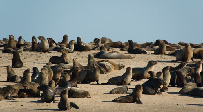 nambia-seals_4