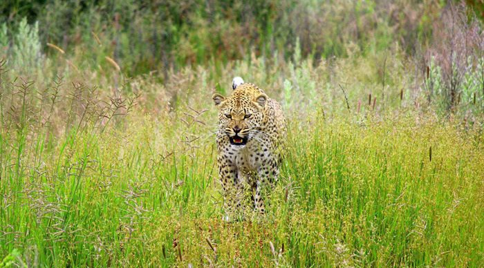 namibia-naankuse-leopard_4