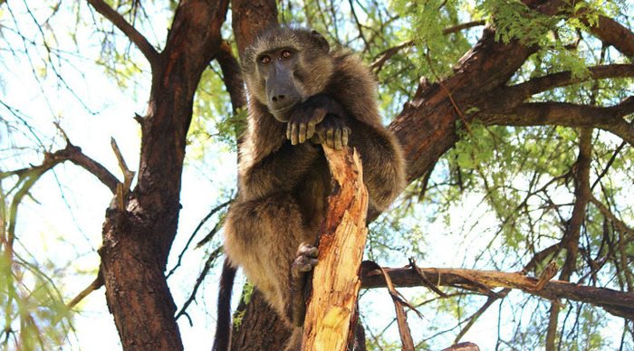 namibia-naankuse-monkey_4