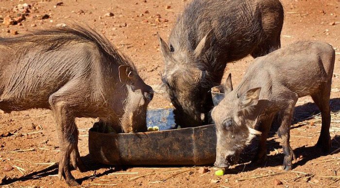 namibia-naankuse-pigs_4