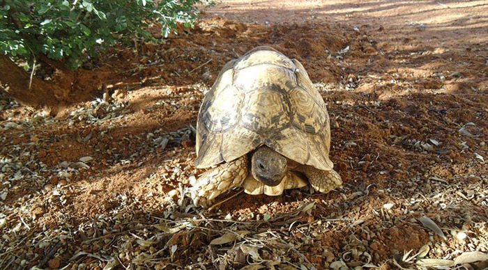 namibia-naankuse-turtle_4