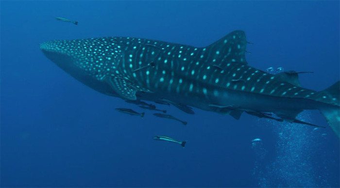 nang-whaleshark_4-1