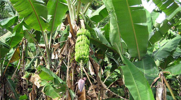 nature-seychelles-bananas_4-1-2