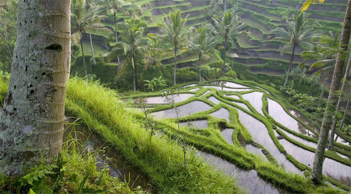 nikko-bali-ricefield-indone_4-1