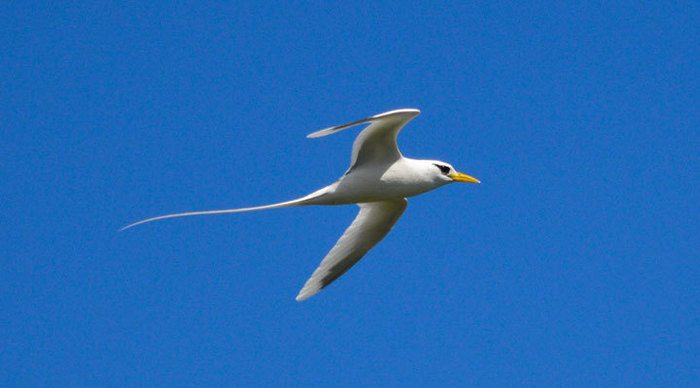 north-island-bird-seychelles-seychellerna_4