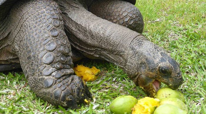 north-island-turtle-seychelles-seychellerna_4-2