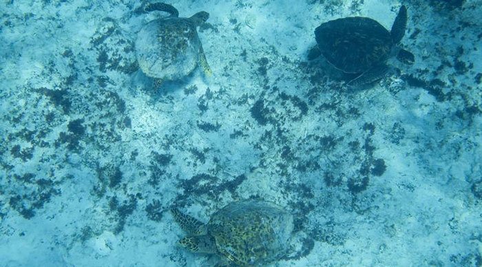 north-island-turtles_4