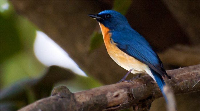 nuwara-eliya-bird-sri-lanka_4-1