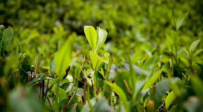 nuwara-eliya-teaplant-sri-l_4