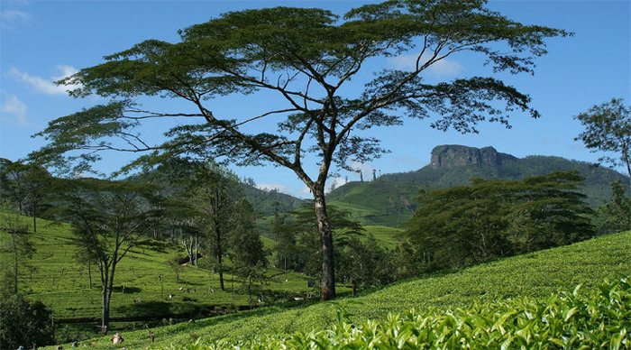 nuwara-eliya-teaplantations_4-2