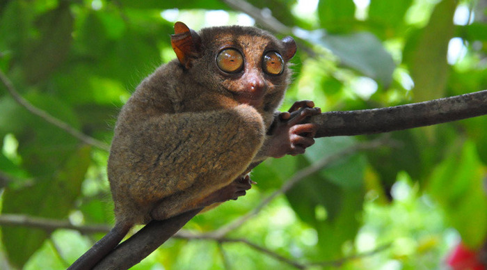 ocean-bohol-tarsier-monkey_4-2