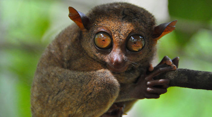 ocean-bohol-tarsier-monkeys_4