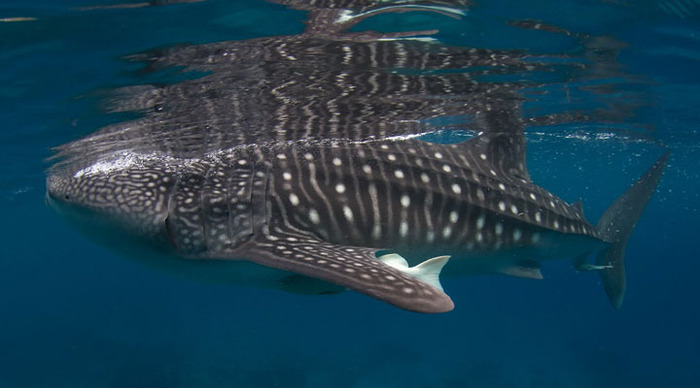 oslob-whale-shark-waters_4-1