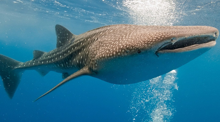 pamilacan-whale-shark_4-5