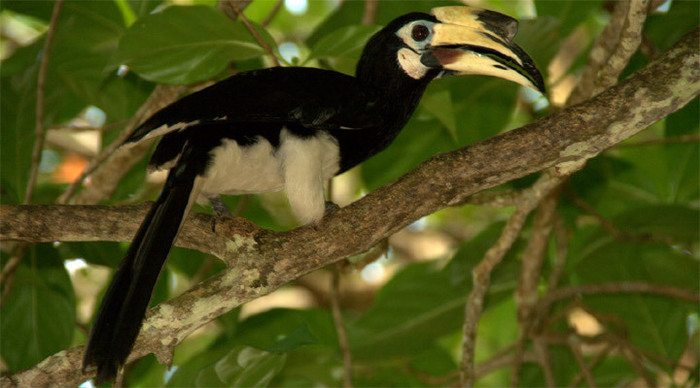 pangkor-bird-malaysia_4-1