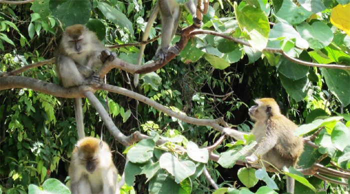 pangkor-monkeys-malaysia_4-1