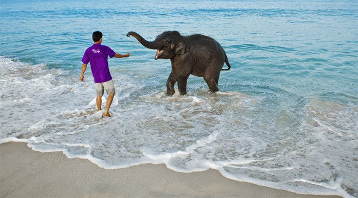 peach-elephant-phuket-bathi_4-2