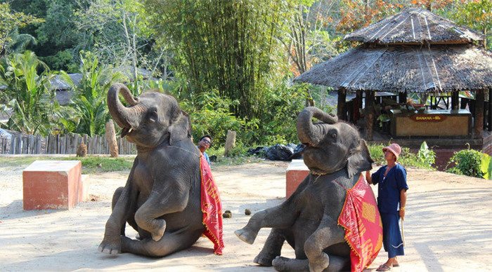 peach-phuket-elephant-show_4-2