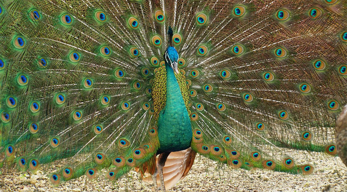 peacock-garden-bird-bohol-p_4-2