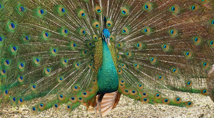 peacock-garden-bird-bohol-p_4-5