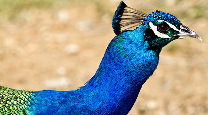 peacock-garden-birds-bohol-_4