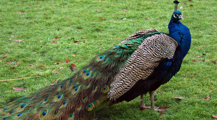 peacock-garden-grassbirds-b_4