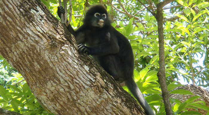 perhentian-bubu-monkey_4-1