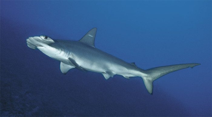 perhentian-hammerhead-shark_4-3