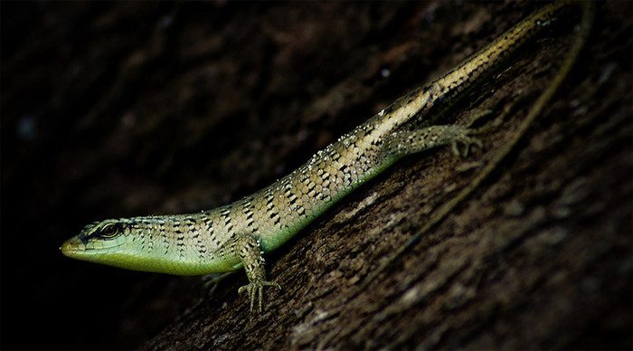 perhentian-lizard-malaysia-1_4-1