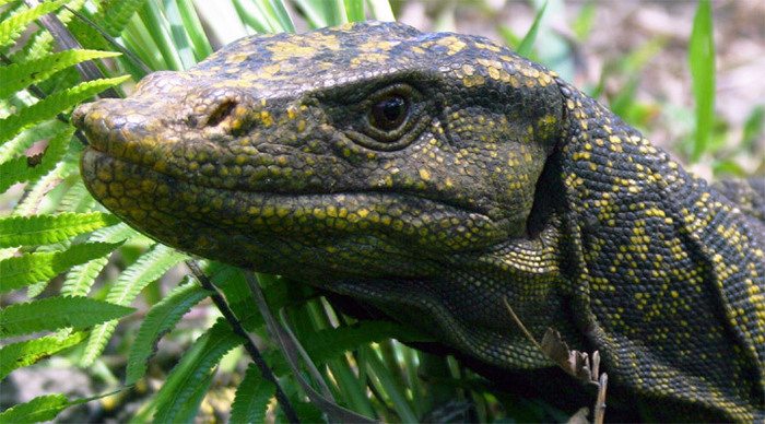 perhentian-lizard-malaysia_4-1