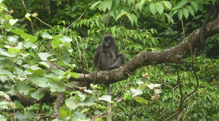 perhentian-monkey-malaysia_4