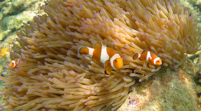 perhentian-snorkeling-malay-1_4