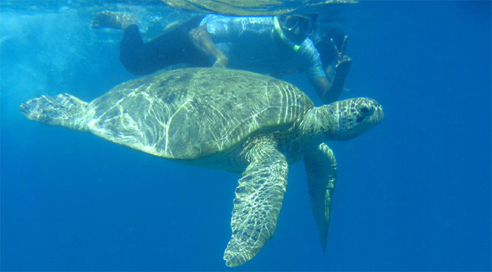 perhentian-turtle-malaysia_4-2