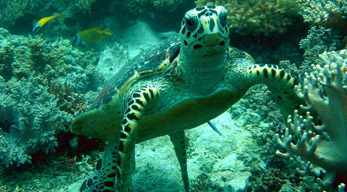 perhentian-turtle_4-3