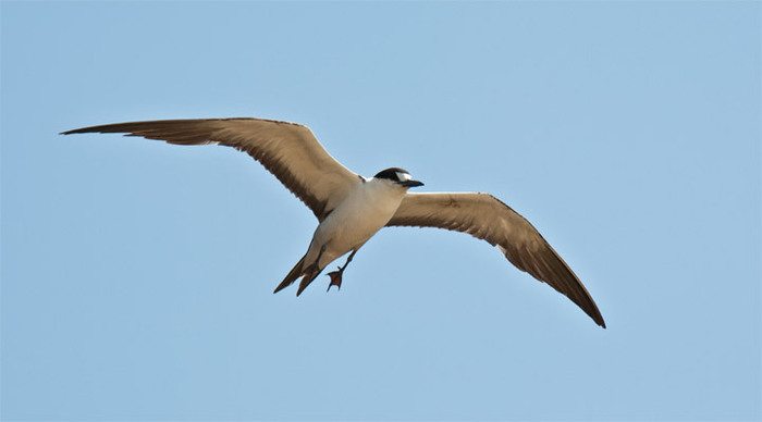 pointe-venus-bird-rodrigues_4