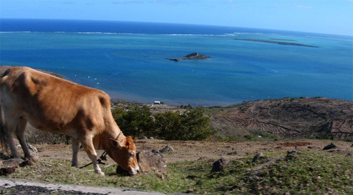 pointe-venus-rodrigues-cow_4