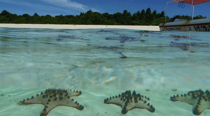 pom-pom-borneo-seastar_4