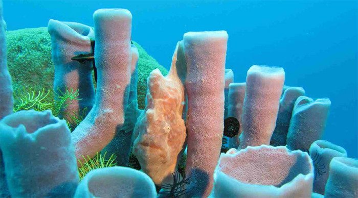 pom-pom-frogfish-borneo_4