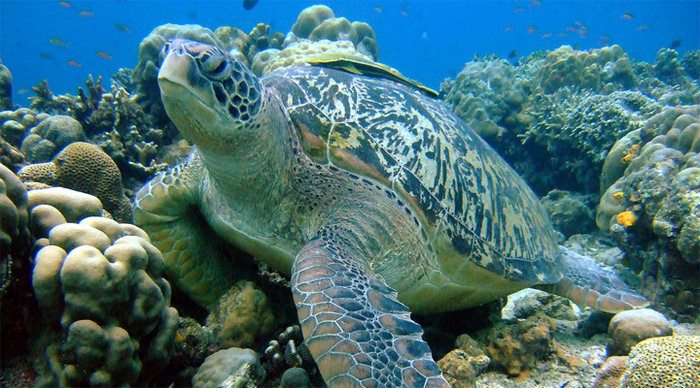 pom-pom-turtle-borneo_4-1