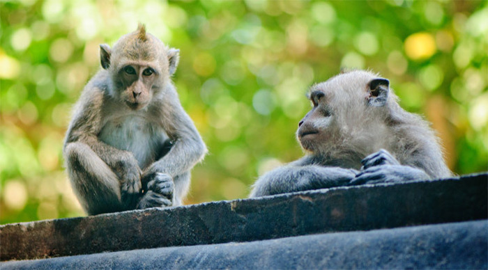 puri-mas-monkeys-lombok-ind_4