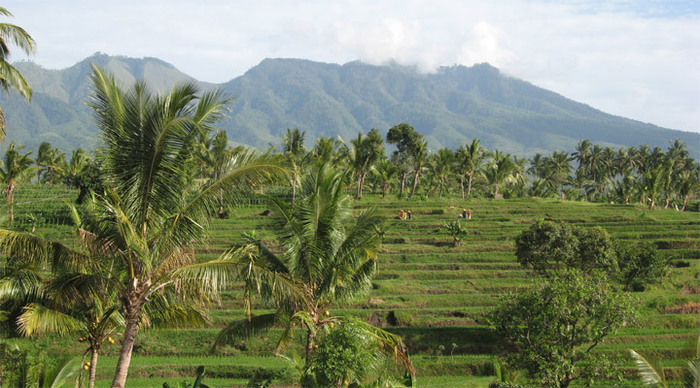 puri-mas-ricefields-lombok-_4-7