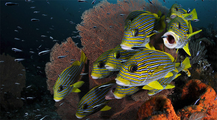 raja-ampat-fish-indonesia_4-1