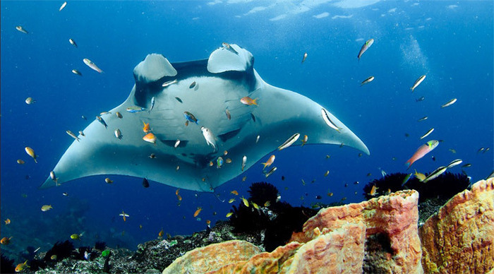 raja-ampat-manta-indonesia_4