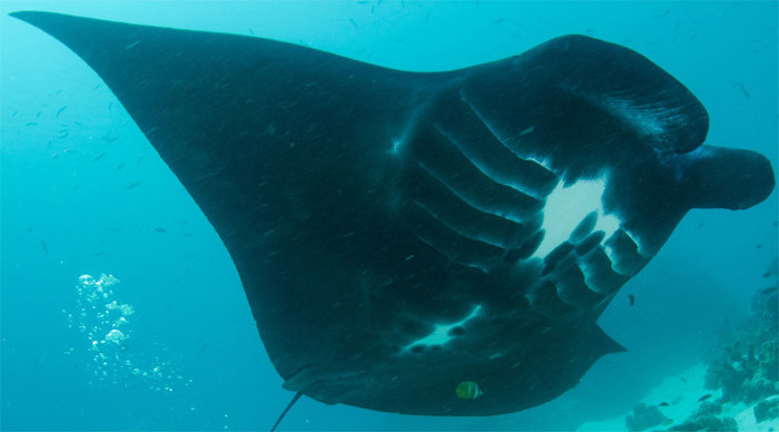 raja-ampat-manta-rays-indon_4