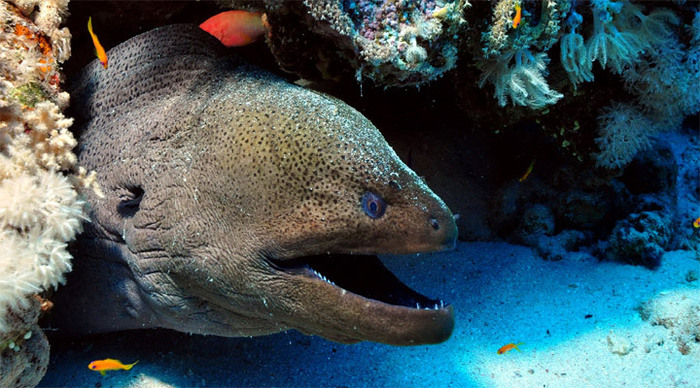 raja-ampat-moray-eel-indone_4