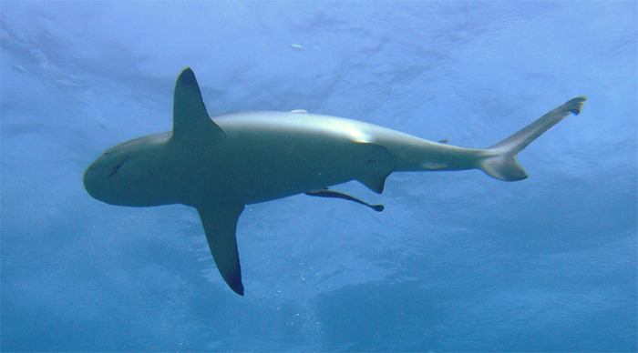 raja-ampat-sharks_4