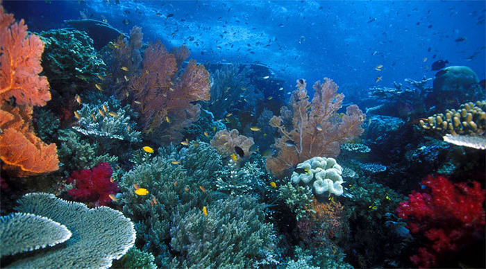 raja-ampat-soft-coral-indon_4