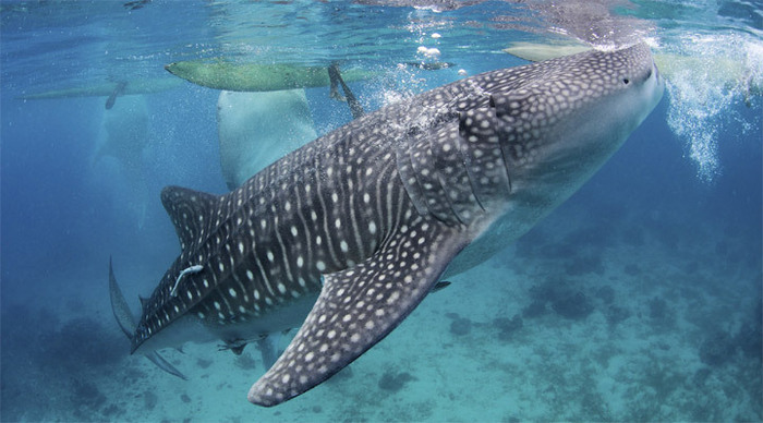 raja-ampat-whale-shark-indo_4