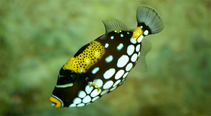 rannalhi-reef-fish-maldives_4