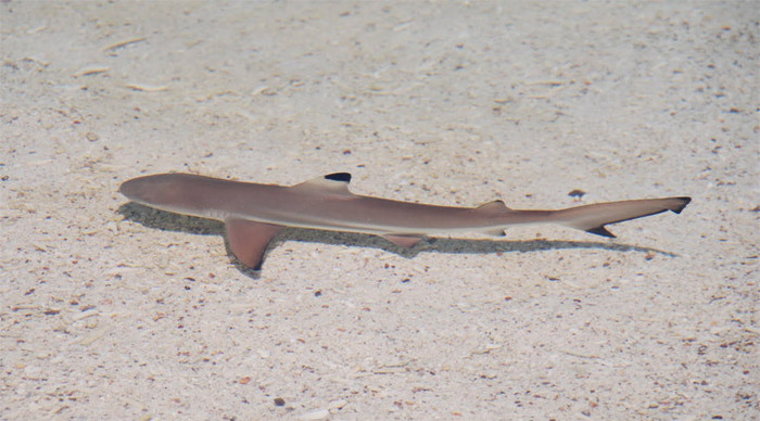 rawa-island-blacktip-shark-_4